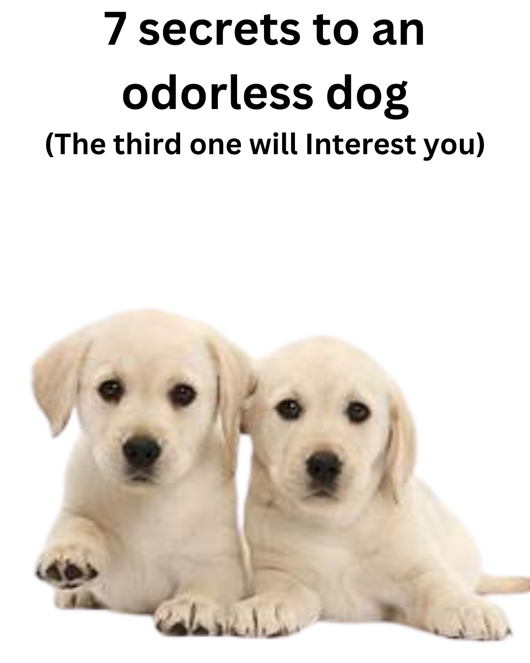 7 Secrets to an Odorless Dog