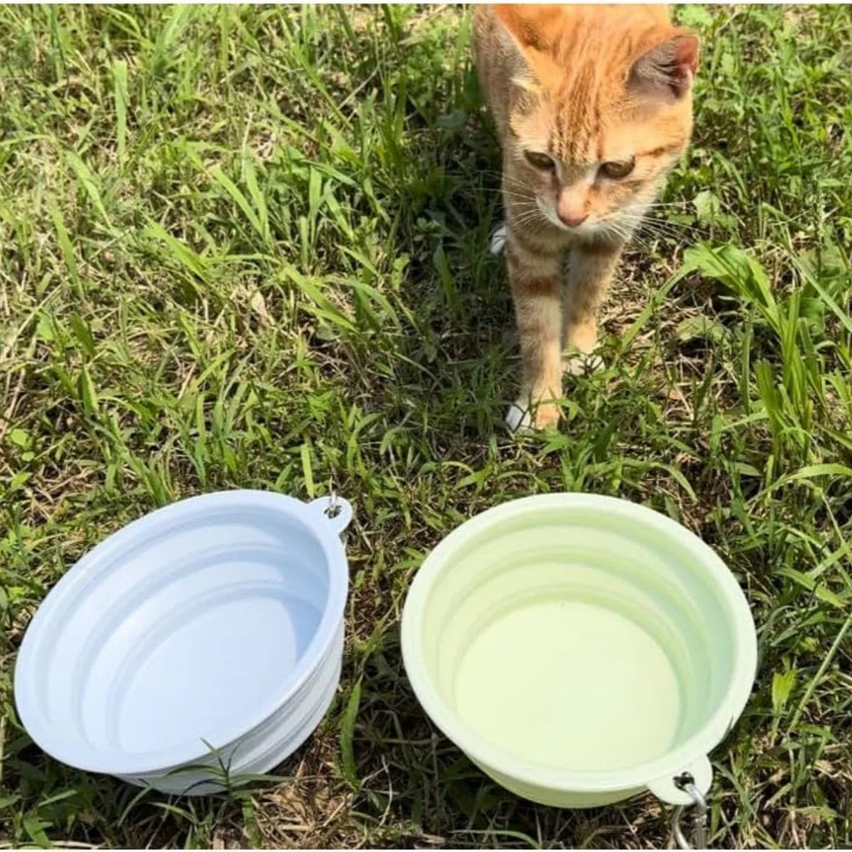 Portable Folding Silicone Bowl with Carabiner for Dogs & Cats