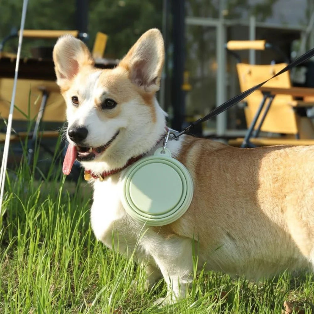 Portable Folding Silicone Bowl with Carabiner for Dogs & Cats